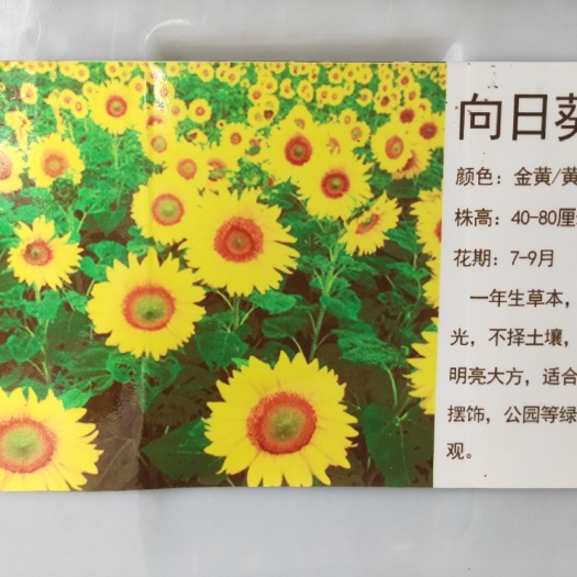 常州向日葵种子 向日葵