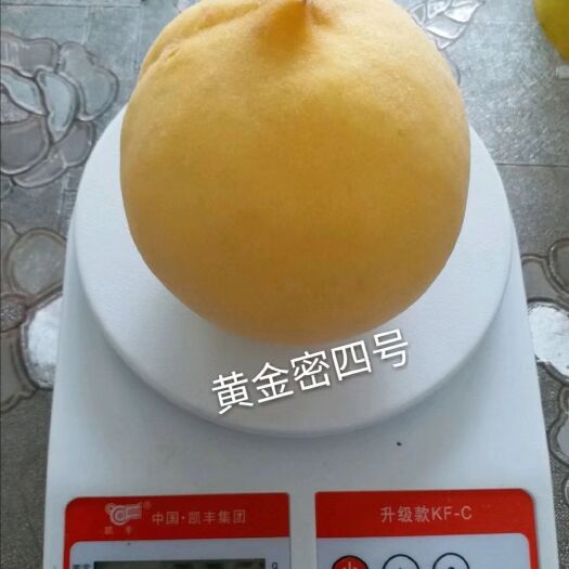泰安黄桃树苗 1~1.5米