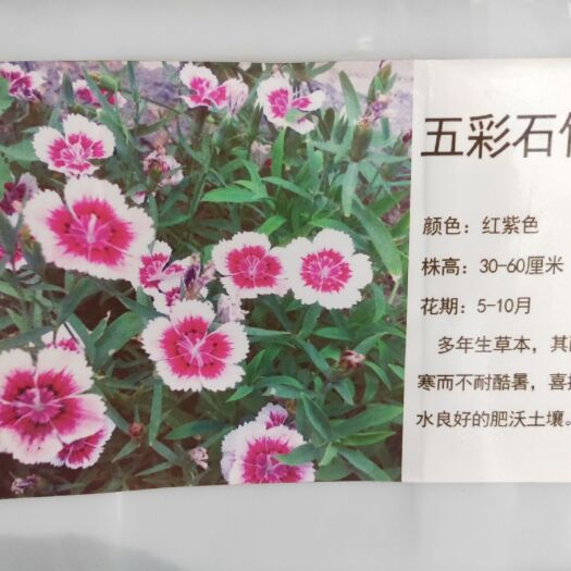 常州 五彩石竹多年生草本