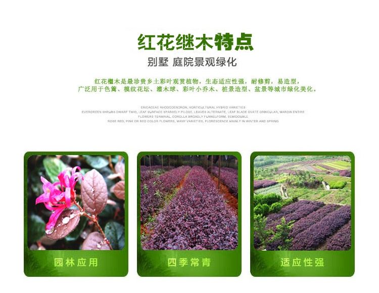 黑珍珠红继木  苗圃批发红花继木小苗树苗 庭院四季常青绿化苗木 绿篱花卉植