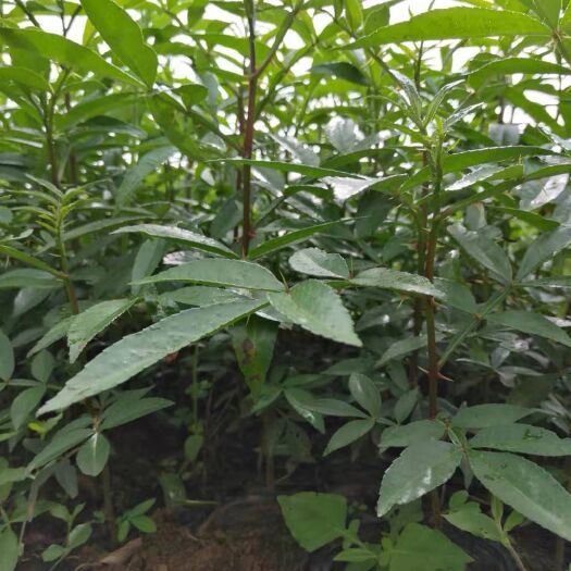 鲁甸县 贡椒苗，九叶青花椒苗