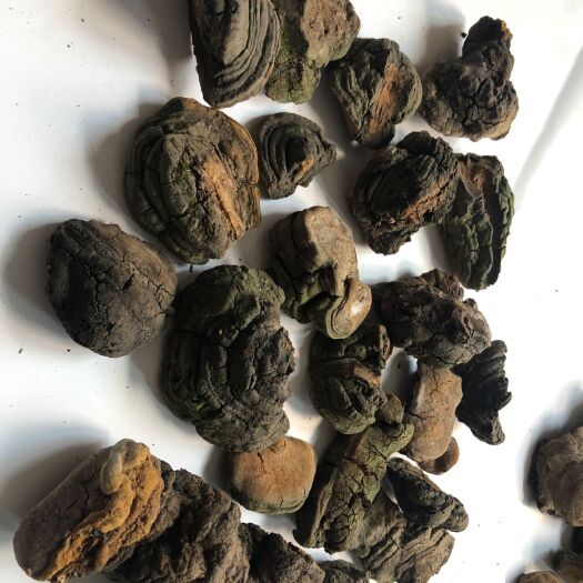 襄垣县 桑黄，暴马子桑黄，马蹄黄桑黄