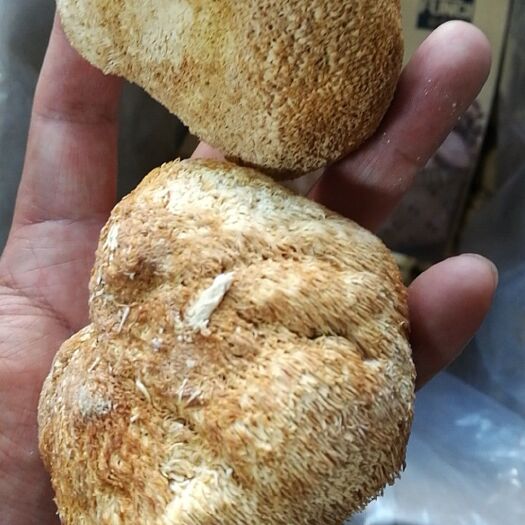 伊春 东北四宝猴头菇 量大价格优惠到底
