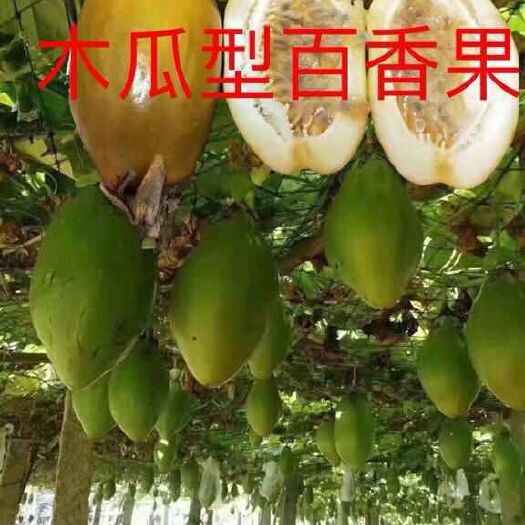 灵山县 木瓜百香果苗 两斤一个果 一手货源