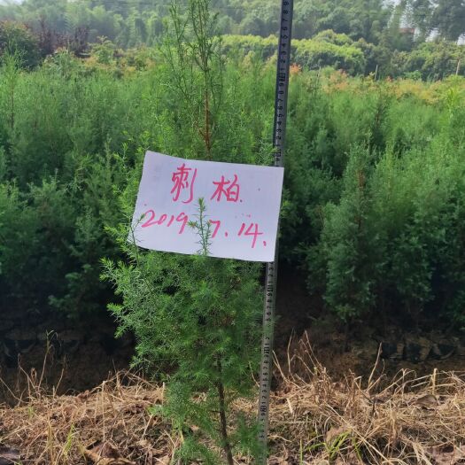 长沙刺松