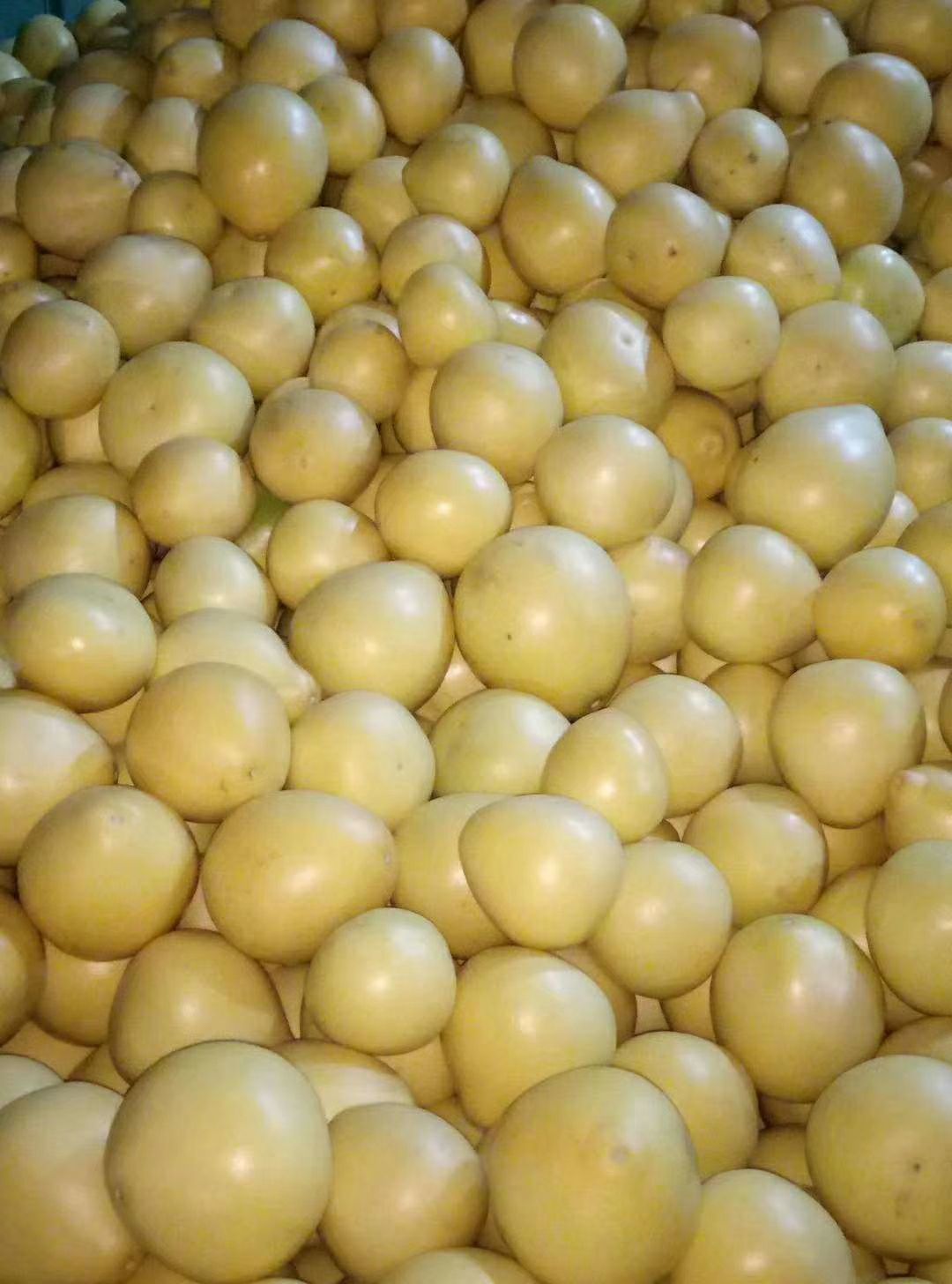 平和蜜柚 白肉大量上市质量很好