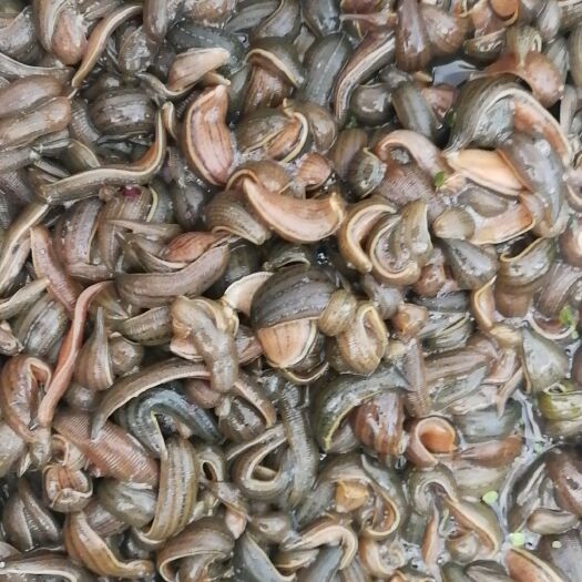 沭阳县 大量出售宽体金线蛭满月苗，青年苗