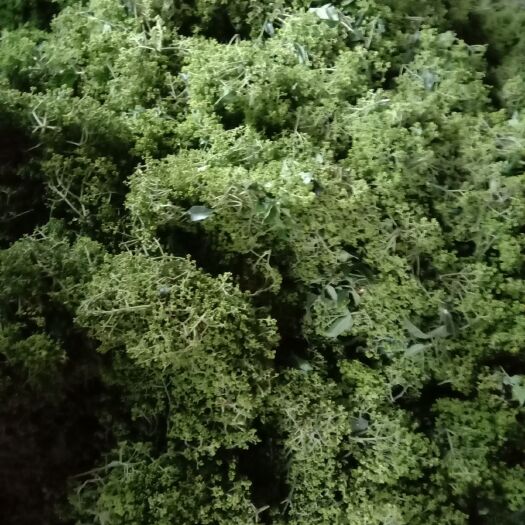 建德市吴茱萸