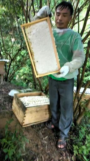 上犹县土蜂蜜 塑料瓶装 2年 95%以上