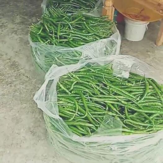 遵义贵州遵义二荆条辣椒 新鲜蔬菜茄果类 农家自种直供