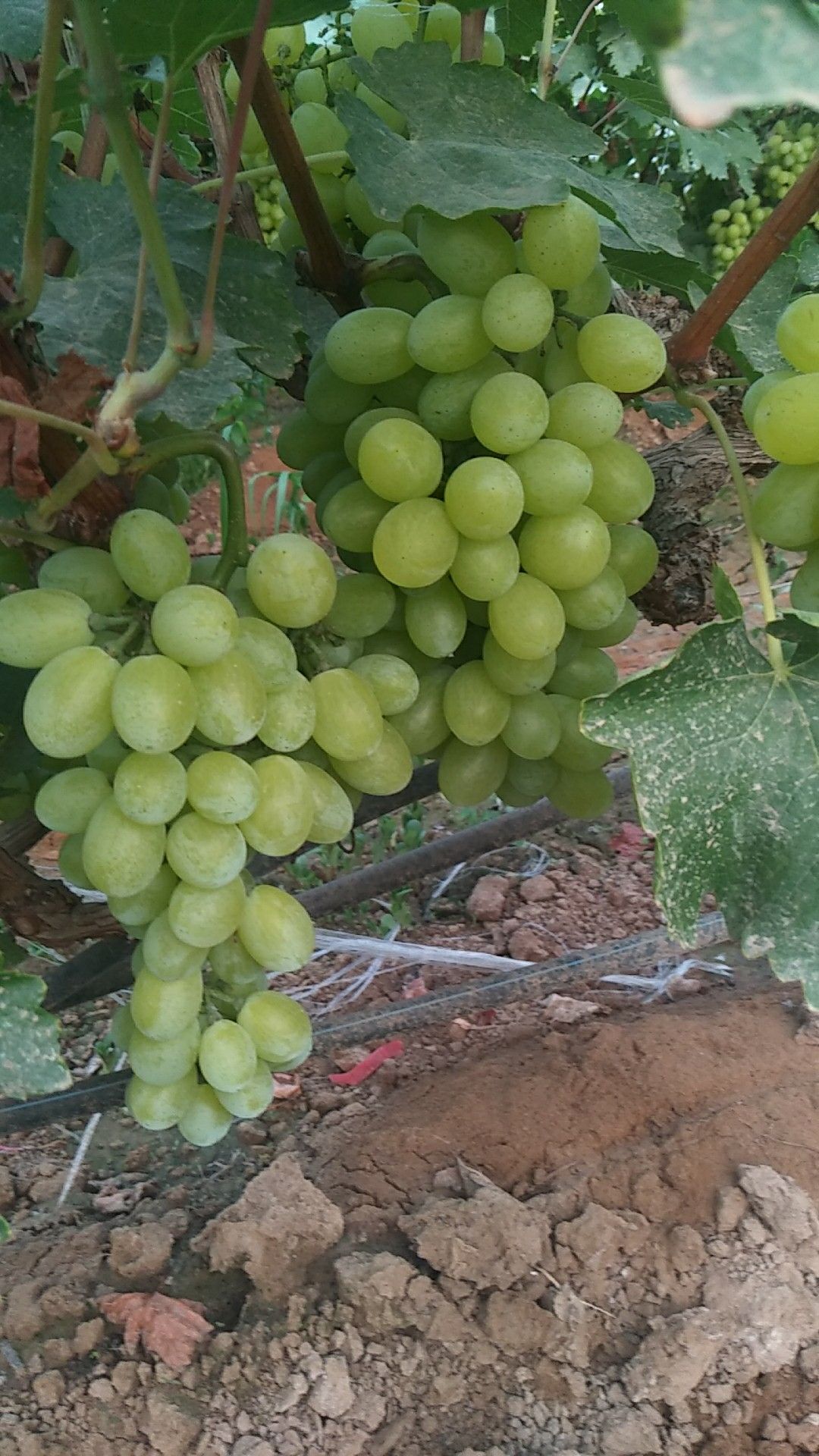 维多利亚葡萄 口感超甜