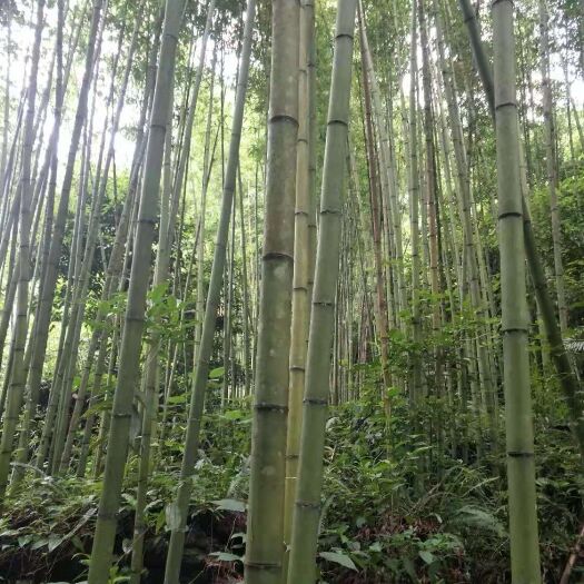 隆林县 竹子