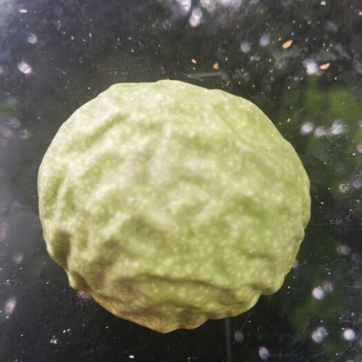 韩城市青皮核桃