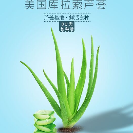 武汉 美国库拉索芦荟美容灌肤专用室内绿植盆栽