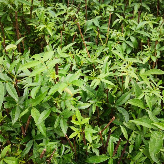 鲁甸县 三年青花椒苗，投产见效快