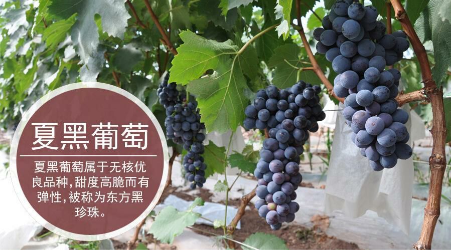 翼城县 原汁原味好葡萄