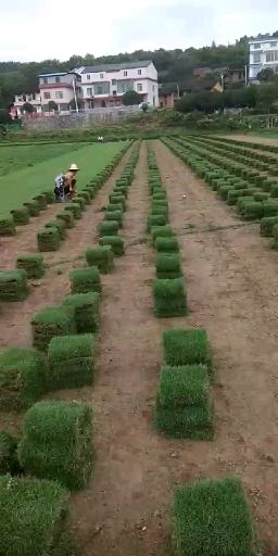 马尼拉草皮  郴州青草皮，自产自销，耐寒耐践踏易管理免修