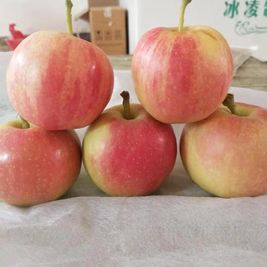 嘎啦苹果 山东冠县祥云果品进出口有限公司:大量供应丰水梨,长把梨(山东
