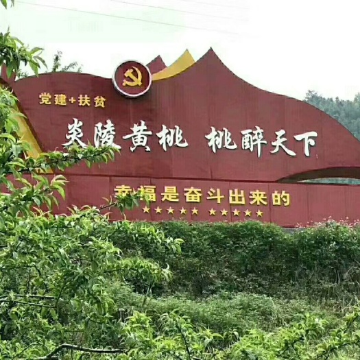 炎陵县 炎陵黄桃，精品12个礼盒装