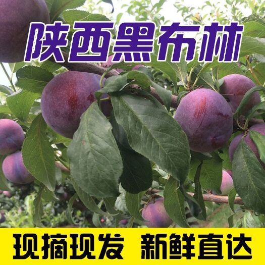 岐山县黑布林 60mm以上