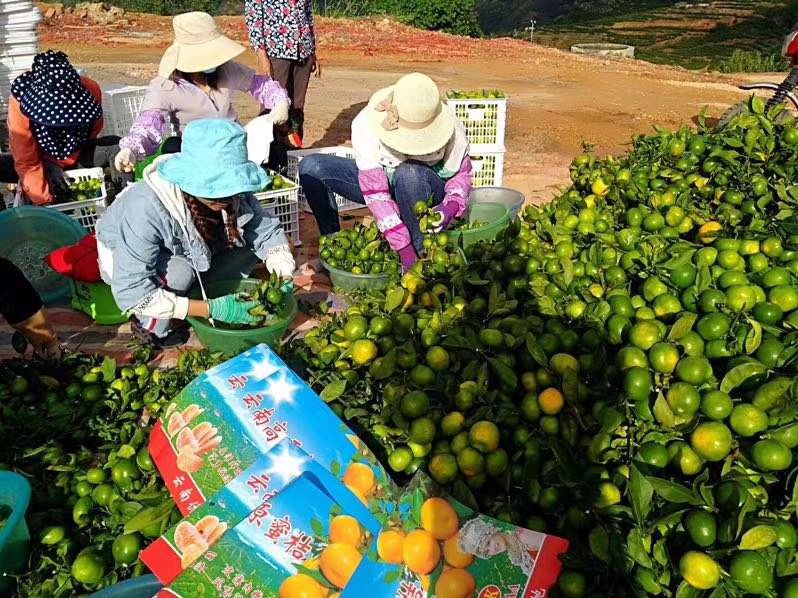 蜜桔 云南蜜橘大量上市了！