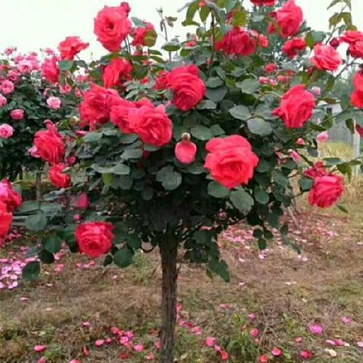 沭阳县 月季欧洲月季花苗树桩月季花苗蔷薇花苗大花浓香月季