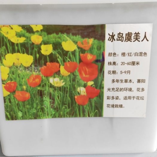 常州冰岛虞美人多年生草本