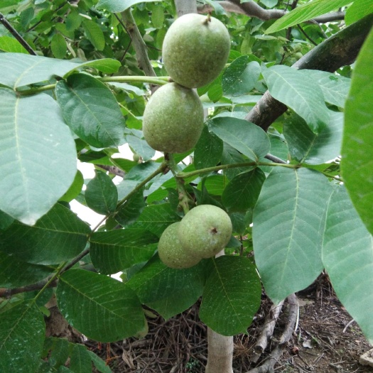 扶风县 新鲜干核桃，美味`，不用乙烯利浸泡脱皮，没有漂白。