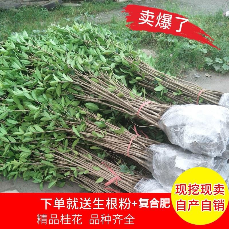 桂花树苗盆栽金桂丹桂四季桂扦插苗庭院绿化植物花卉四季常青