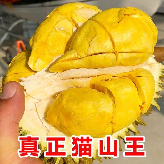 灵山县 猫山王榴莲苗