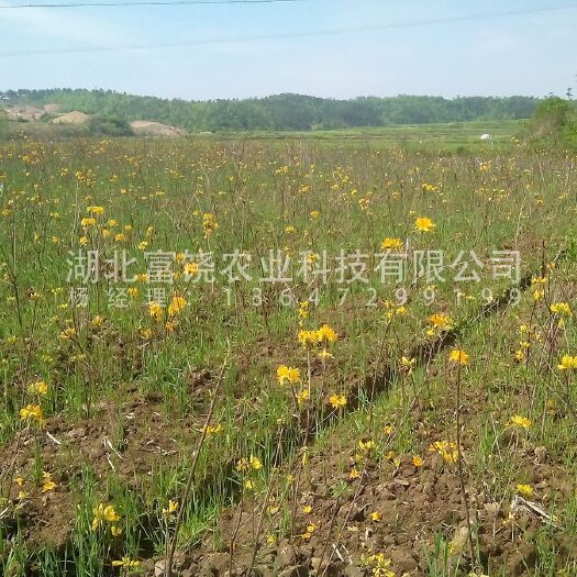 随州 黄杜鹃羊踯躅1年熟桩移栽苗树苗