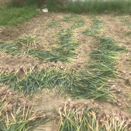红皮大蒜 新疆木垒无公害绿色食品
