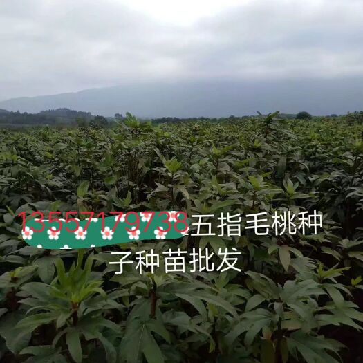 灵山县五指毛桃苗 五指毛桃根