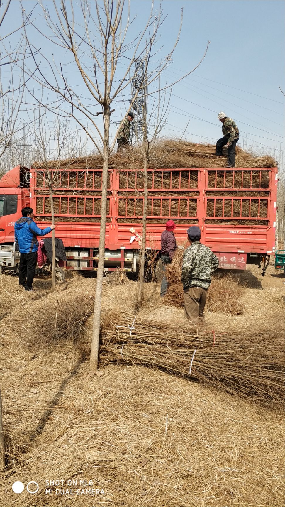 速生白榆  白榆   高度3米