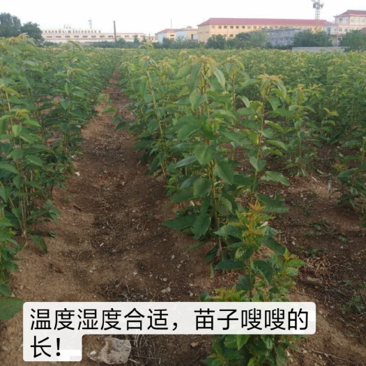 栖霞市美国一号樱桃苗 选择对了，成功一半！