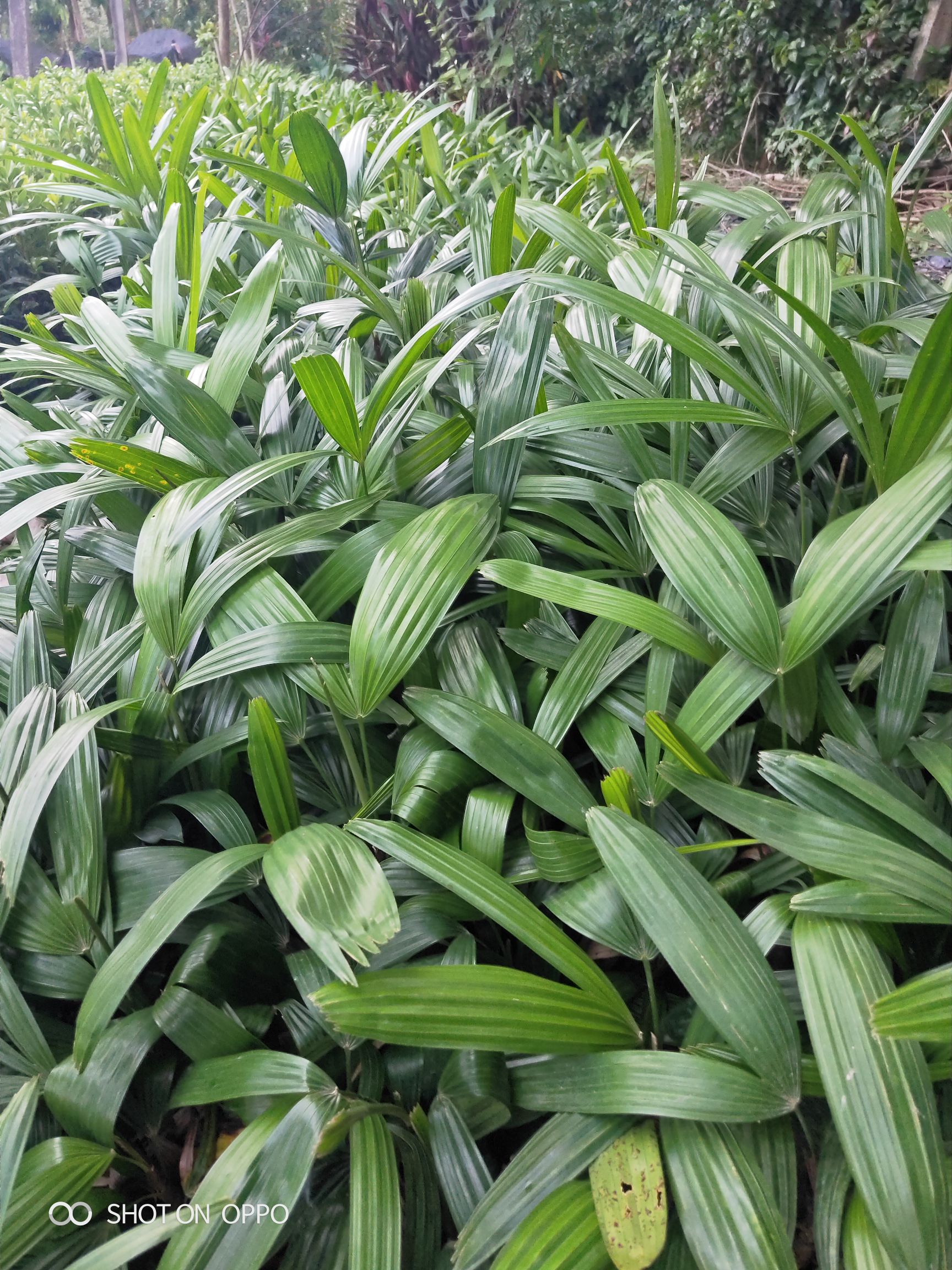 棕竹 高30到40厘米福建漳州苗木基地