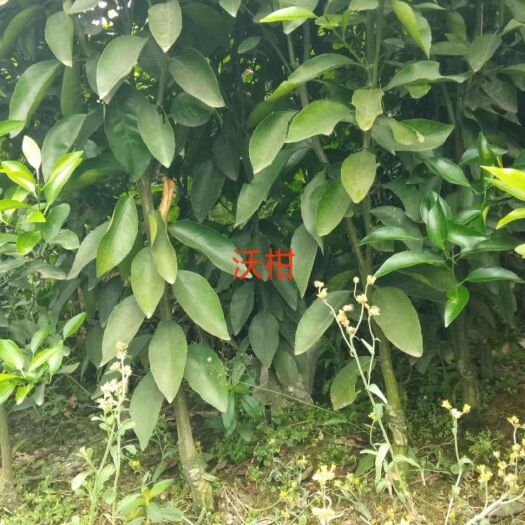 简阳市无核沃柑苗  沃柑苗