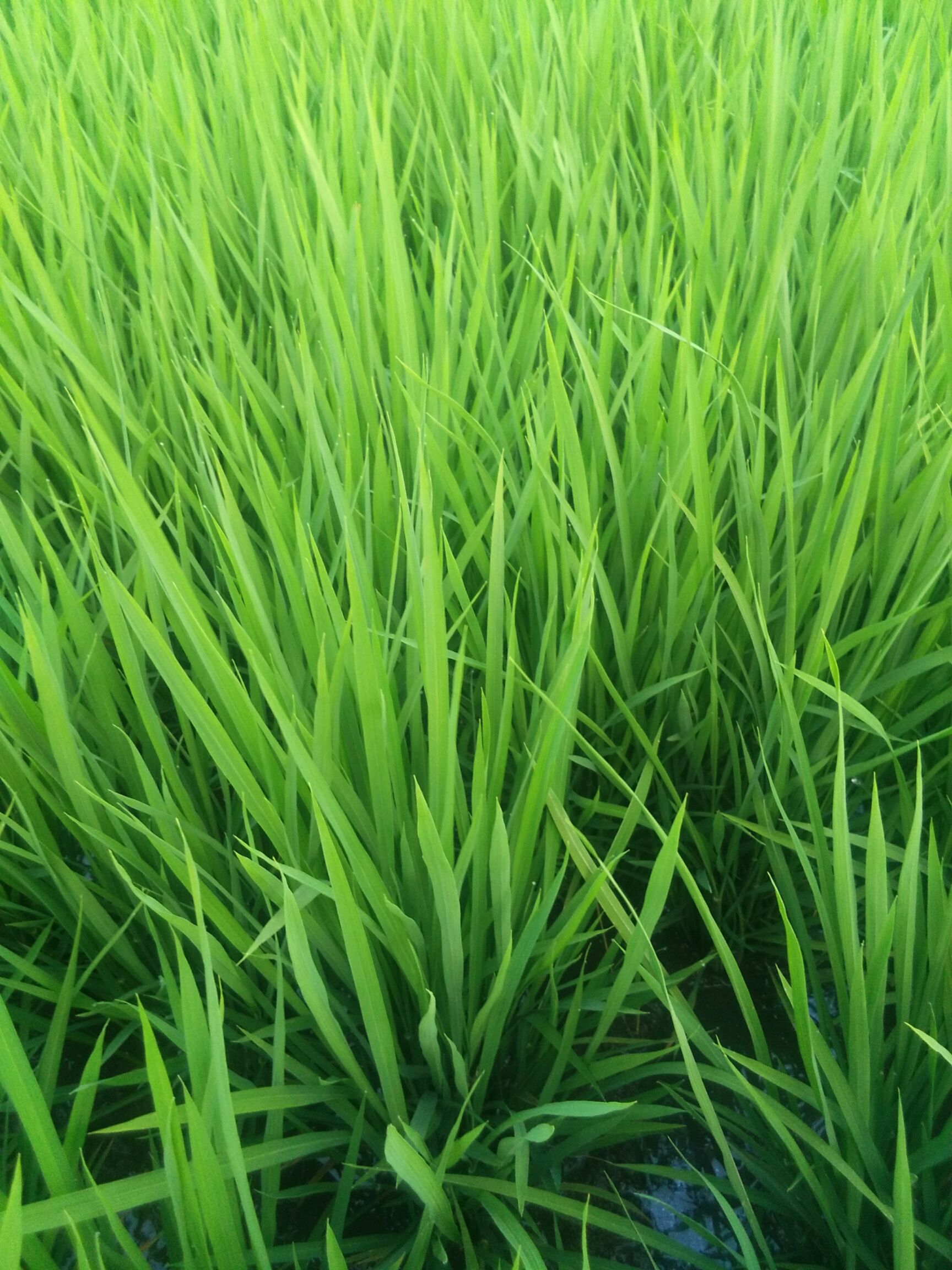 五常市 河水灌溉稻花香稻谷，米好吃，销量好