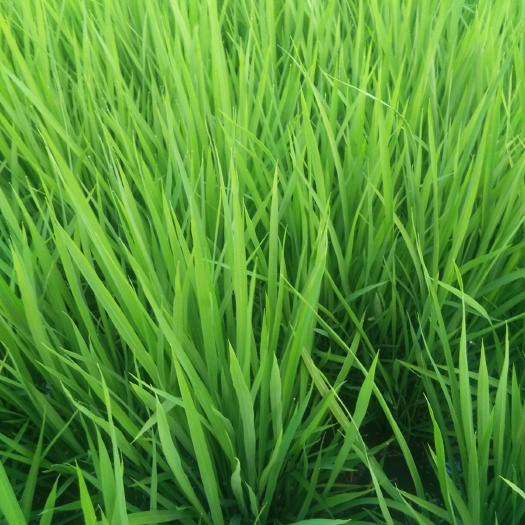 五常市 河水灌溉稻花香稻谷，米好吃，销量好