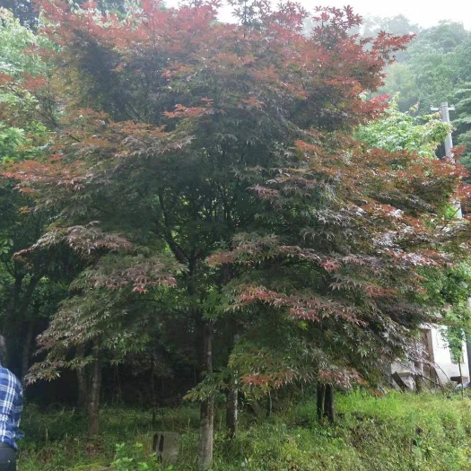 长沙日本红枫树冠幅200/250cm，高280/300cm