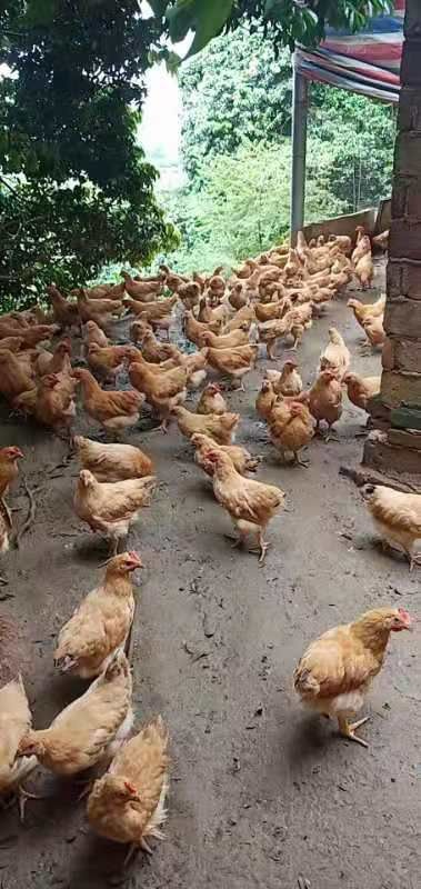 博罗县三黄鸡苗 统货