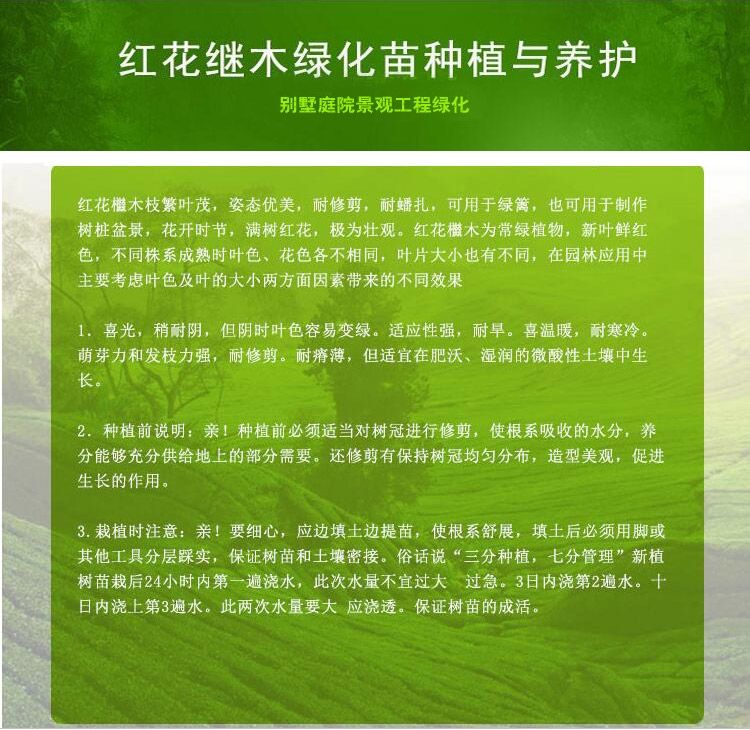 黑珍珠红继木  苗圃批发红花继木小苗树苗 庭院四季常青绿化苗木 绿篱花卉植