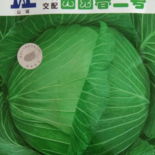 常德绿甘蓝种子 10克西园春二号中早熟扁圆型甘蓝种子