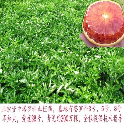 资中县 四川资中塔罗科血橙苗嫁接苗红心橙子盆栽地栽