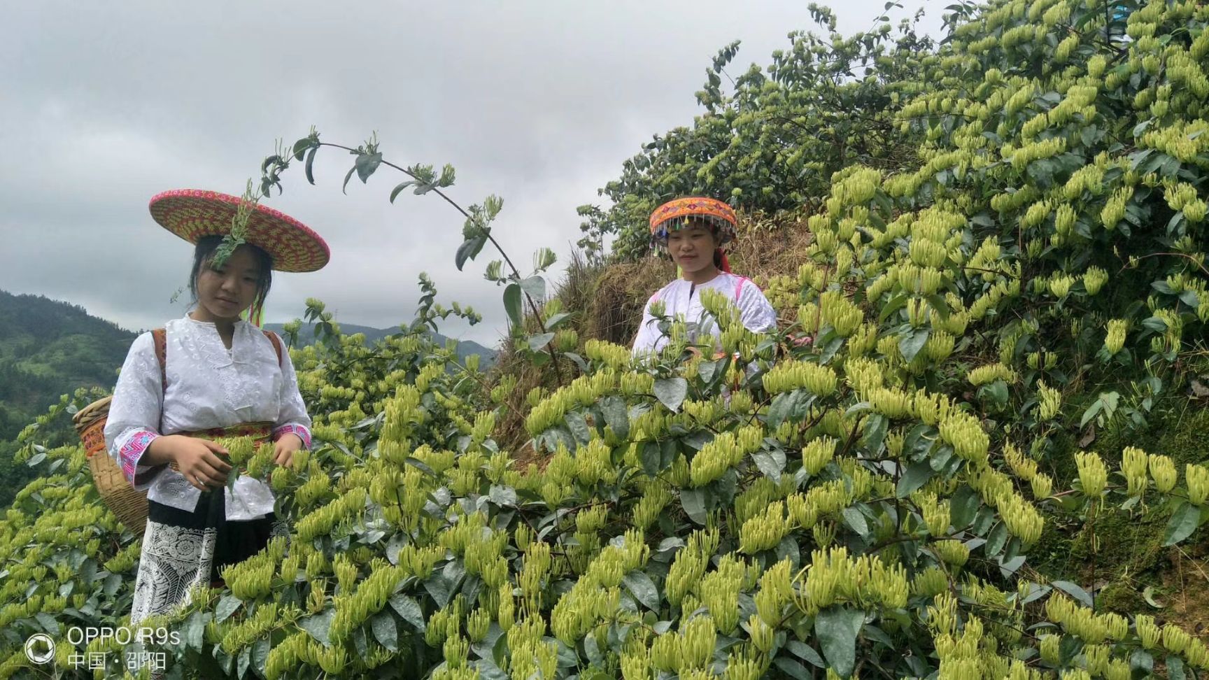 四季金银花苗  亩产300公斤干花，花蕾终身不打开，方便采摘！