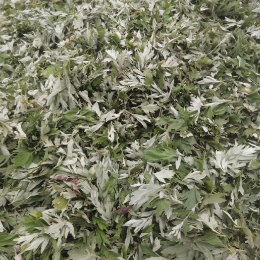 老河口市 纯大圆叶艾叶，无积杆，干货