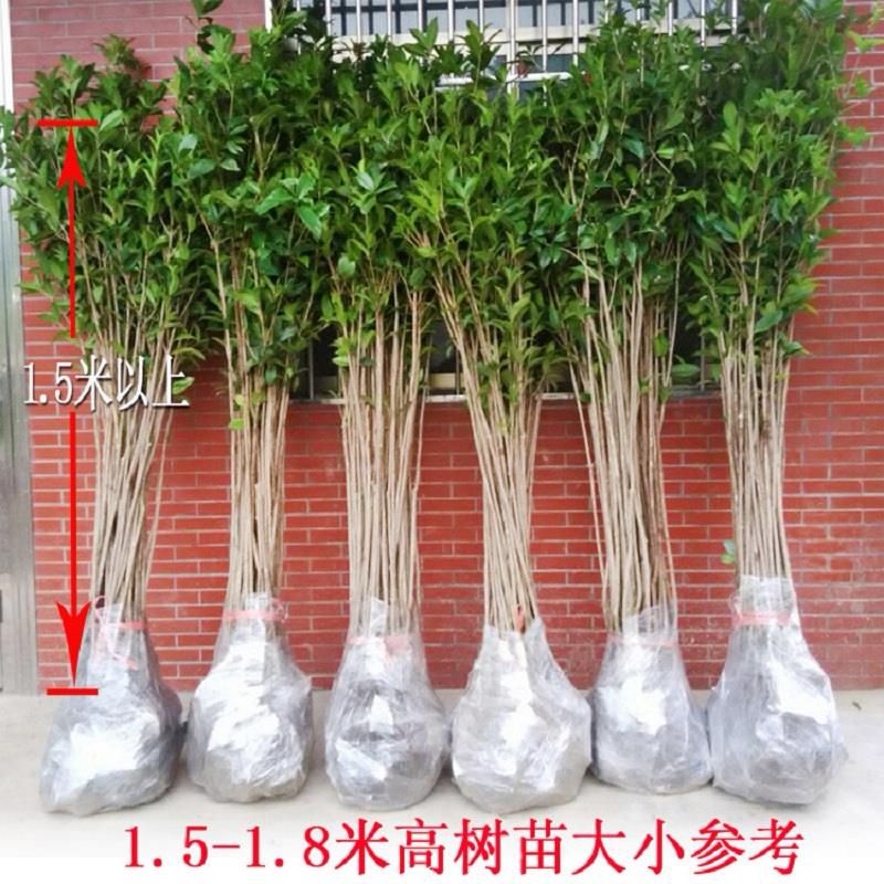 桂花树苗盆栽金桂丹桂四季桂扦插苗庭院绿化植物花卉四季常青