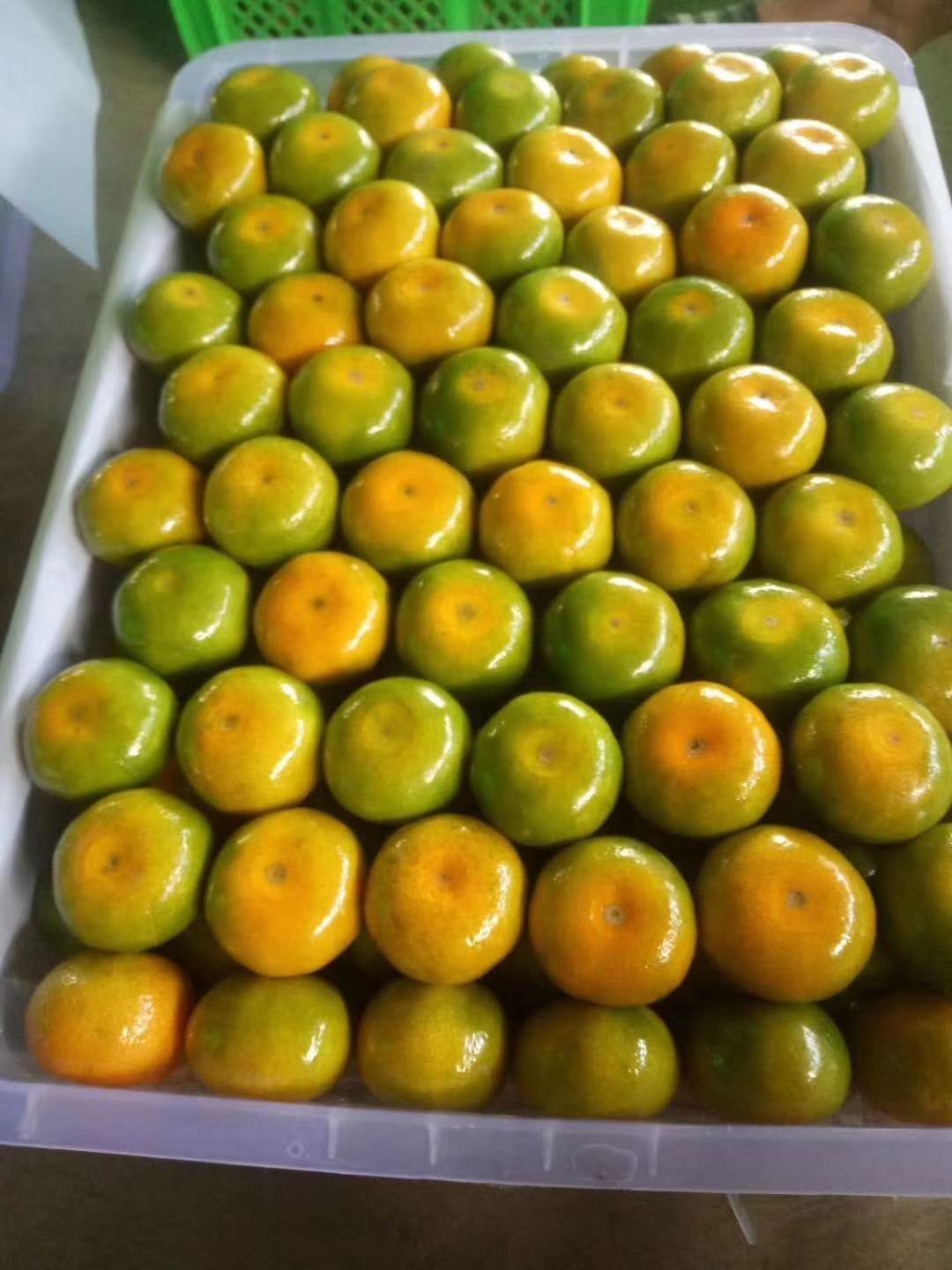 蜜桔 云南蜜橘大量上市了！