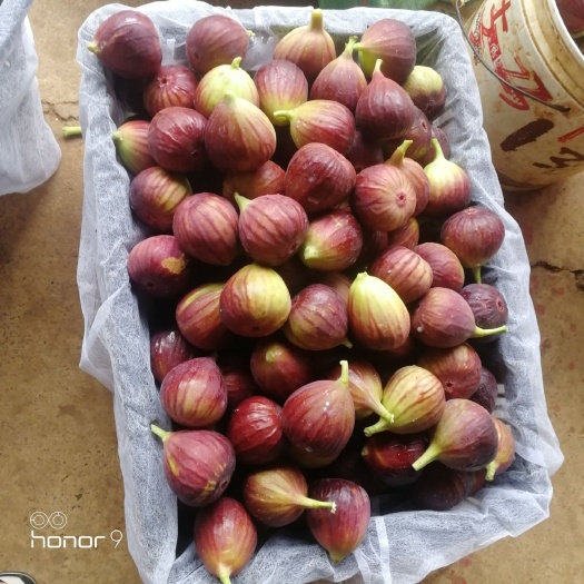 昆明 云南紫色无花果，需要的老板可以提前联系了