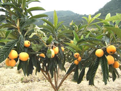 大五星枇杷苗（基地直供），根系好，包品种，保成活